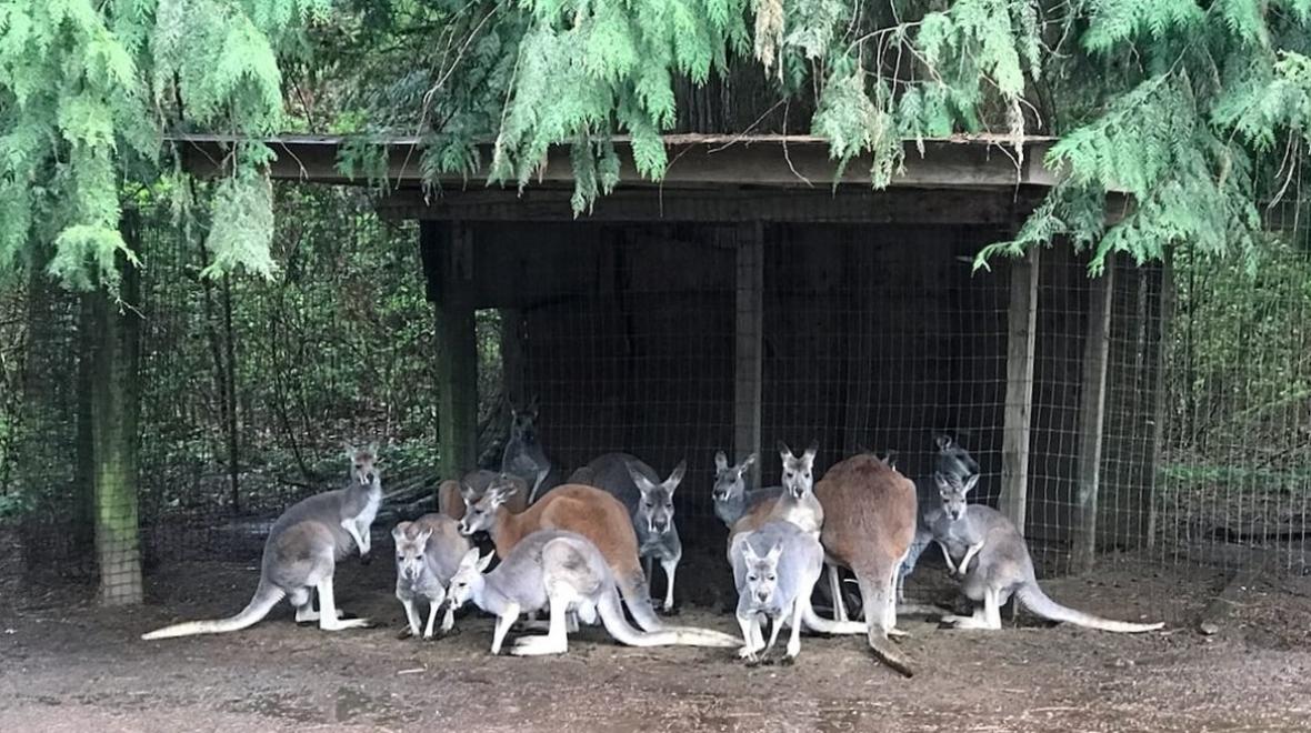 kangaroos huddled in their pen at the Outback Kangaroo Farm