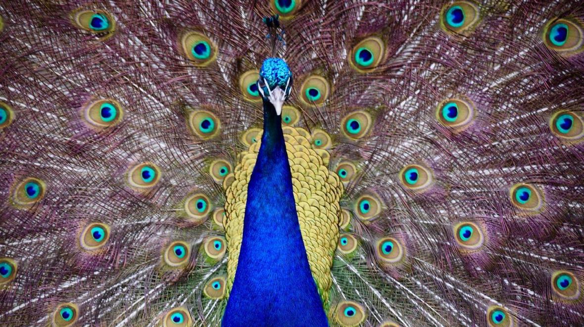 A peacocks shows his tail feathers at Maltby Produce Market near Seattle where kids can visit farm animals