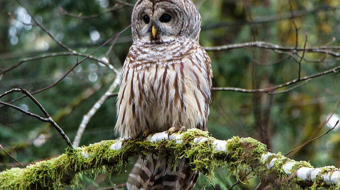 View of barred owl sitting on a tree branch with moss and lichen