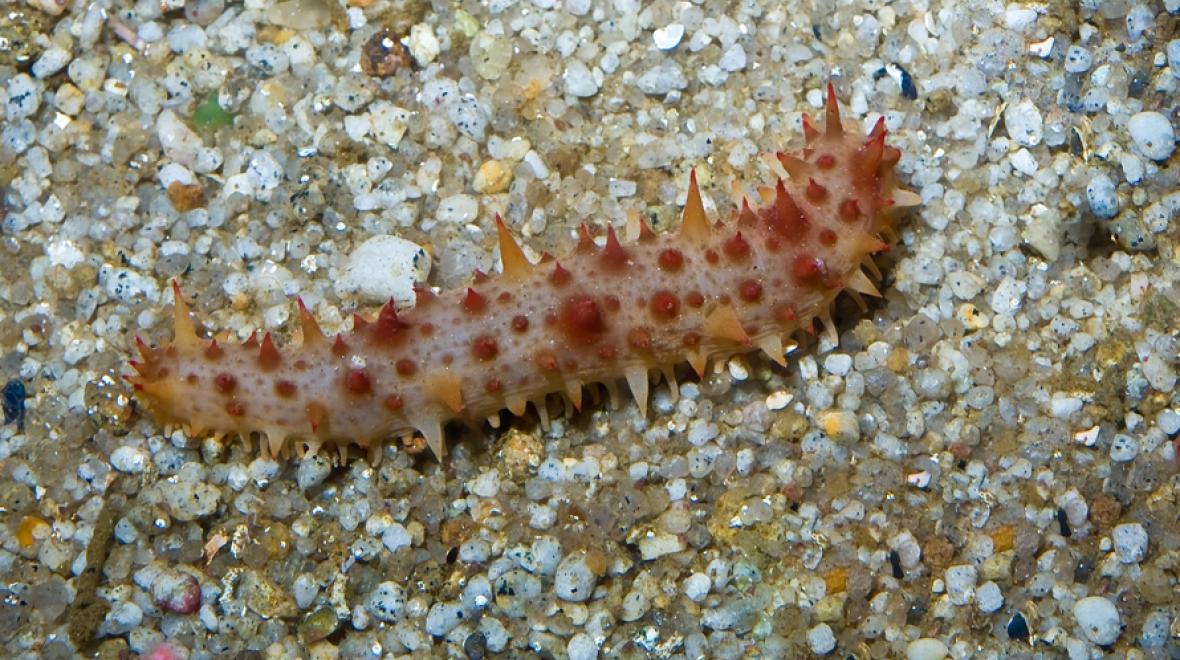 California sea cucumber in a Seattle tide pool 