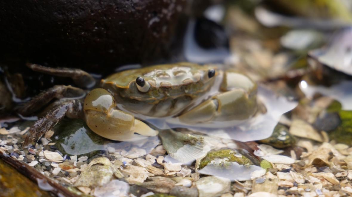 Small crab under a rock in a tide pool beach in Seattle