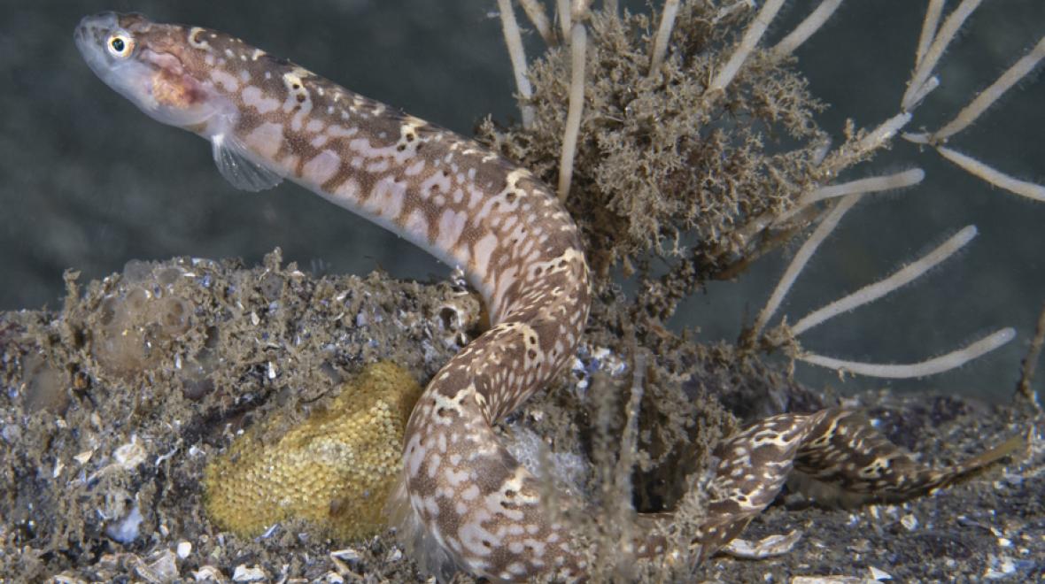 Longfin gunnel is a creature found in tidepools near Seattle