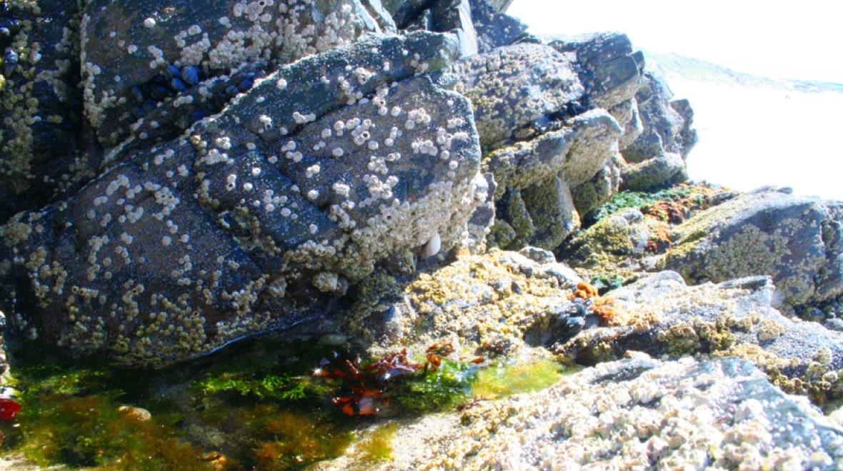 Rock covered in barnacles are often found on beaches and in Seattle-area tide pools