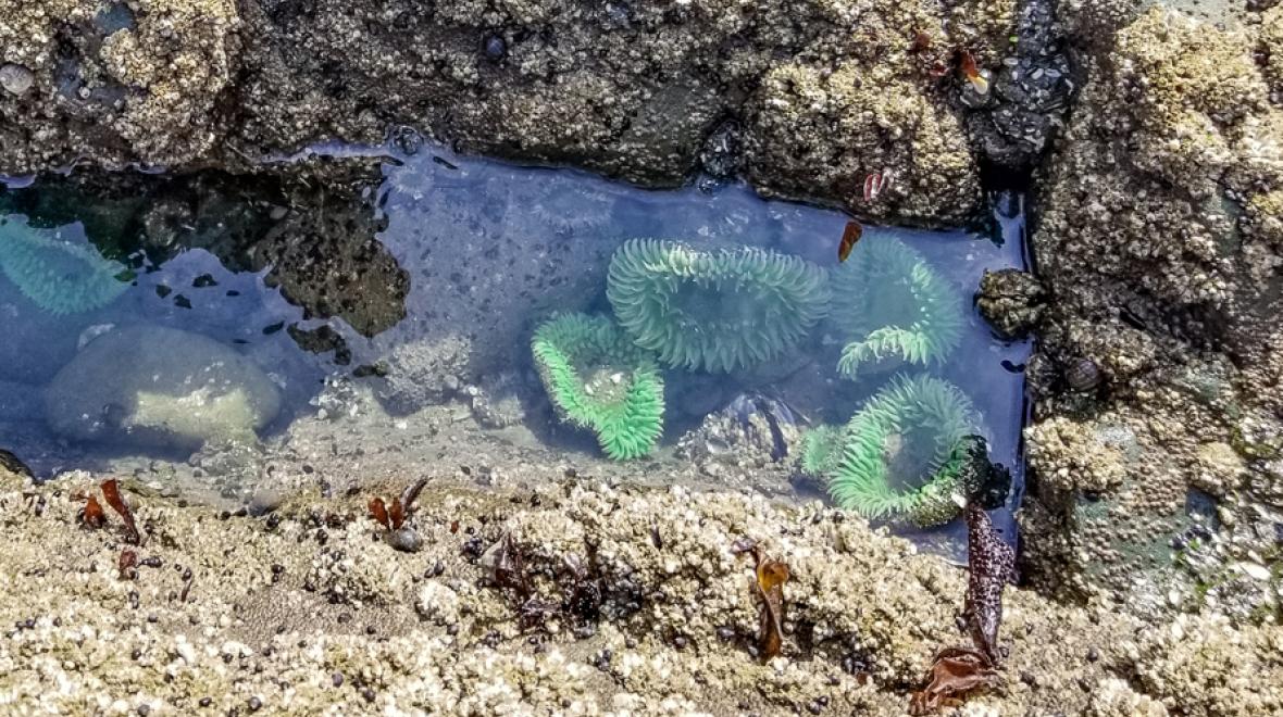 sea anemones are often found in Seattle beach tide pools