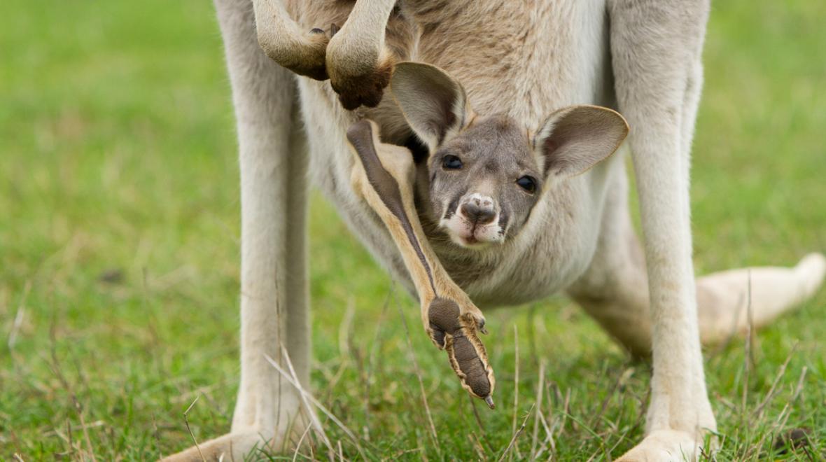 Baby kangaroo looks out from its mom's pouch, kangaroo parenting