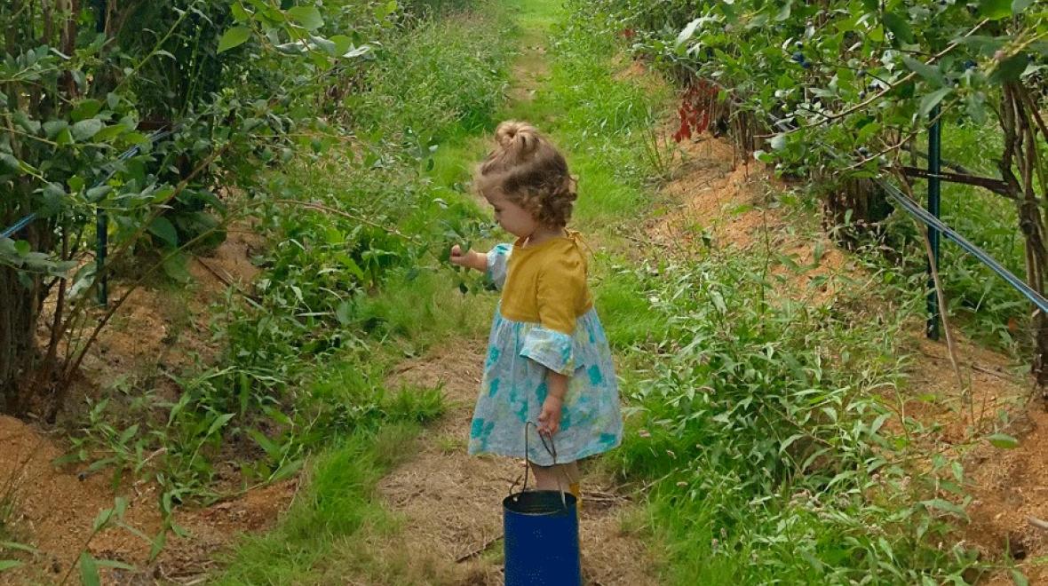 young girl picking blueberries with a blue bucket