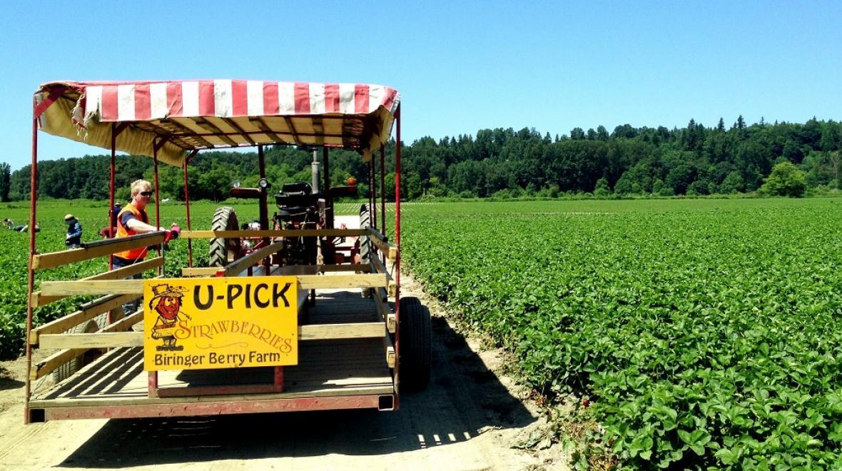 Berry trolley at Biringer Farms where you can pick berries near Seattle