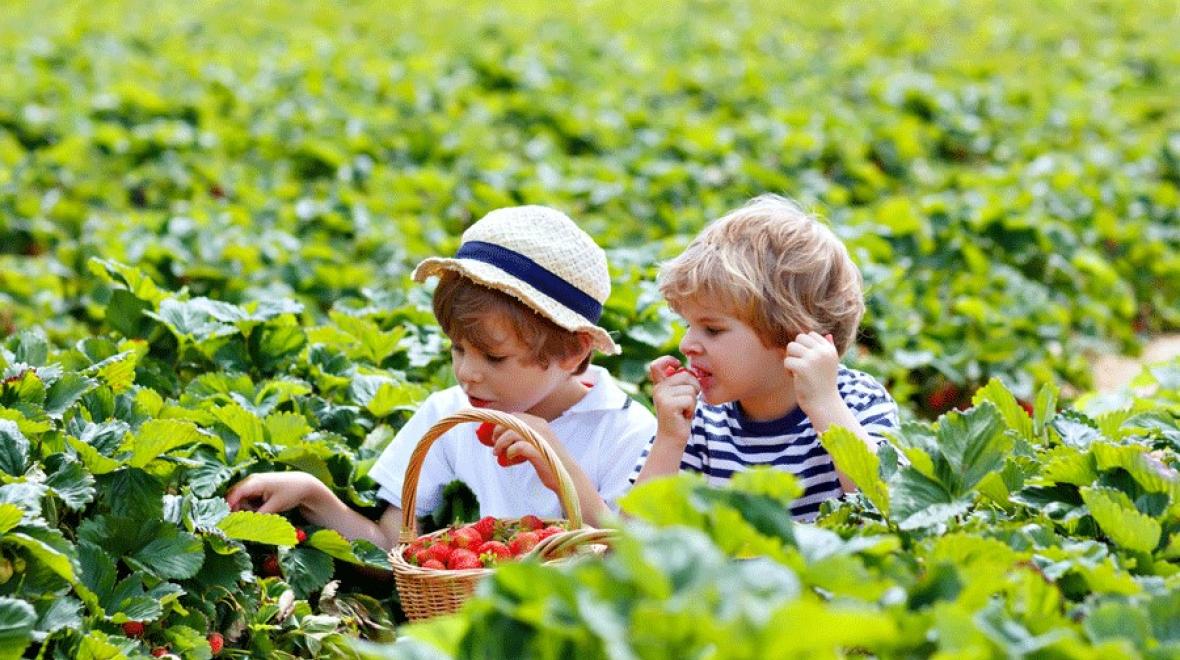 Two boys picking strawberries in a field near Seattle