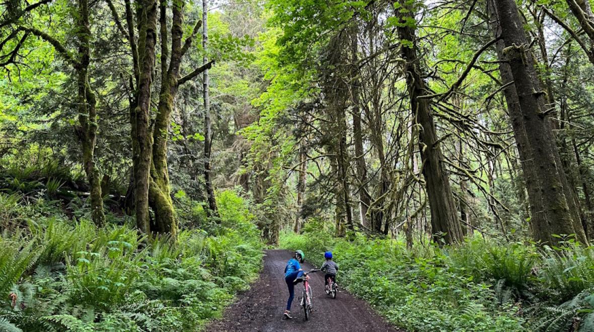 A lush forest found on a hike in kistap county near Port Gamble