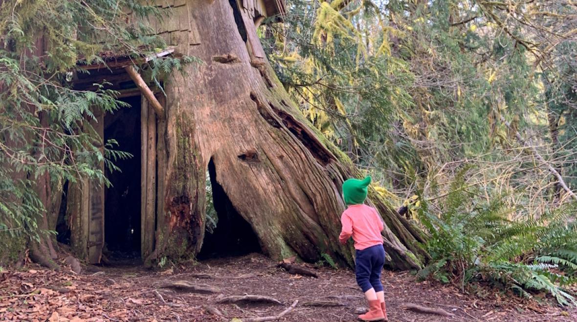 A child looks at the stump house at Guillemot Cove one of the many stops along a Kitsap county hikes trail