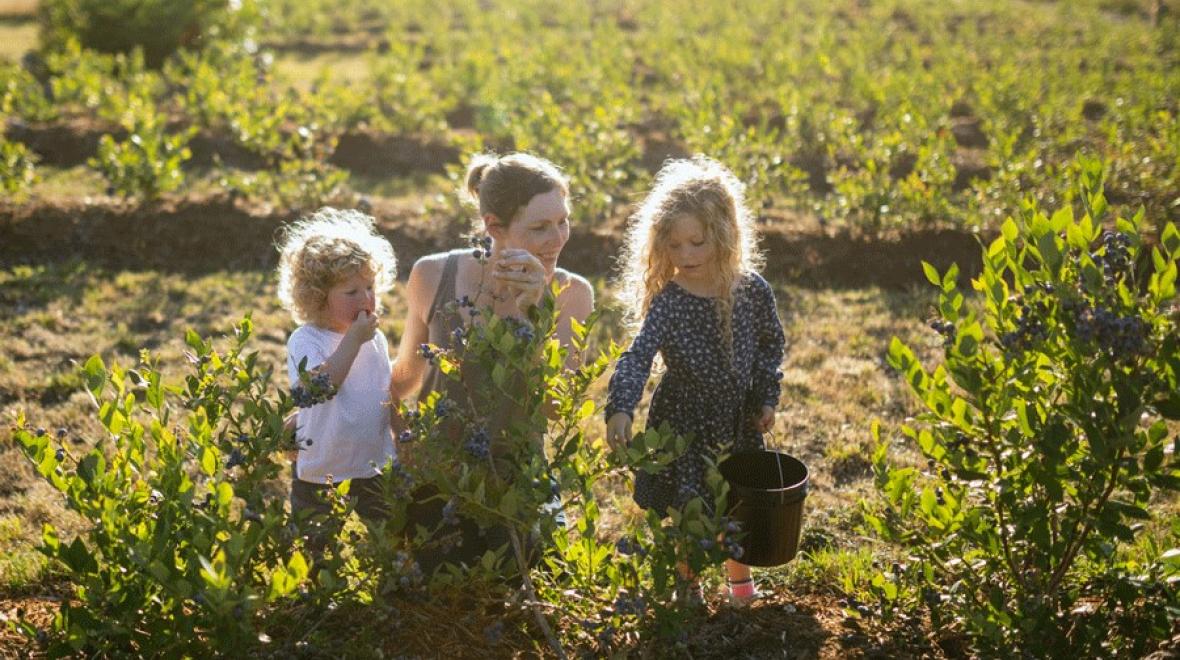 family picking blueberries on a farm near Seattle