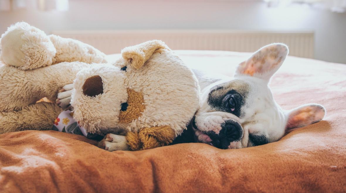 a real dog takes a nap with its plush companion