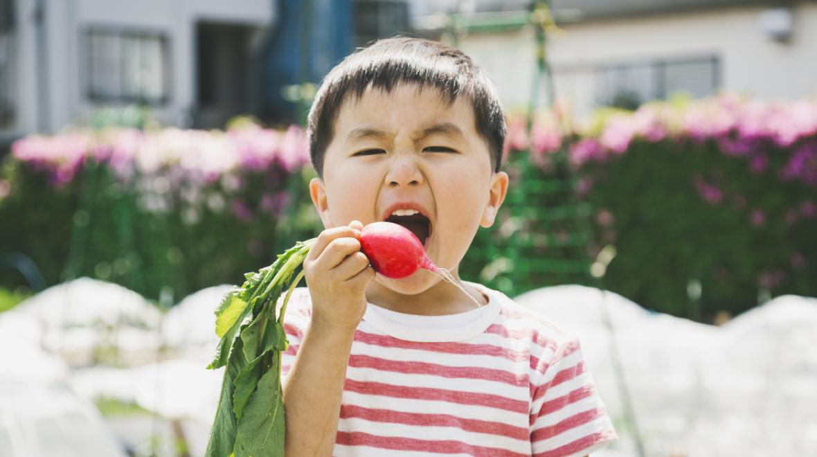 a child eats a raddish he grew himself from birthday goody bag seeds