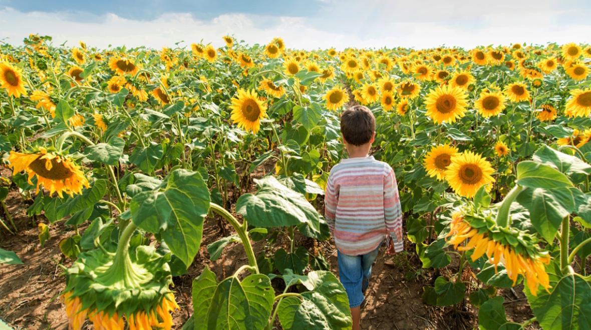 Child walking in a sunflower field during a sunflower festival