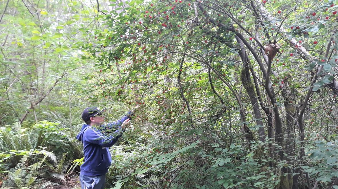 Child picking berries on a kid-friendly hike at Paradise Valley conservation area