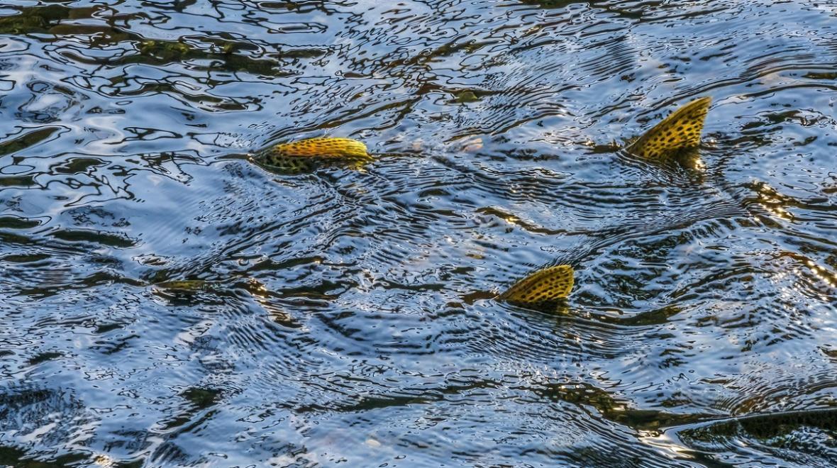 Salmon spawning near Seattle