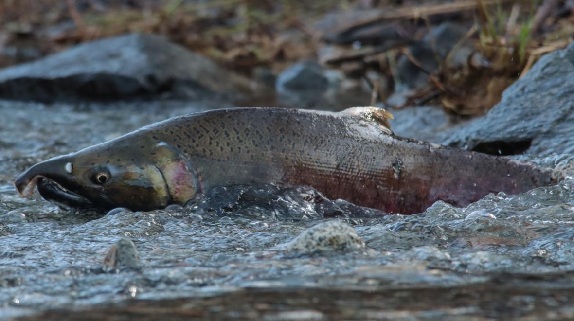 A large salmon in a creek near Seattle at returning to spawn