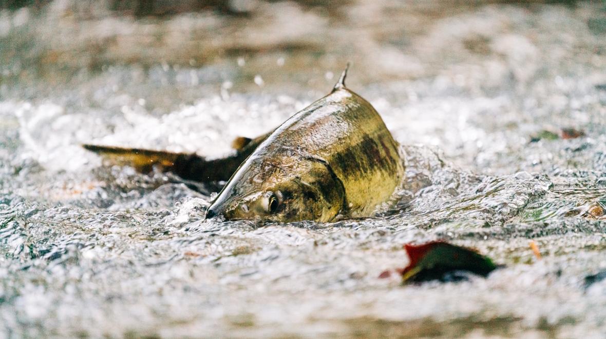 A salmon spawning in a creek near Seattle