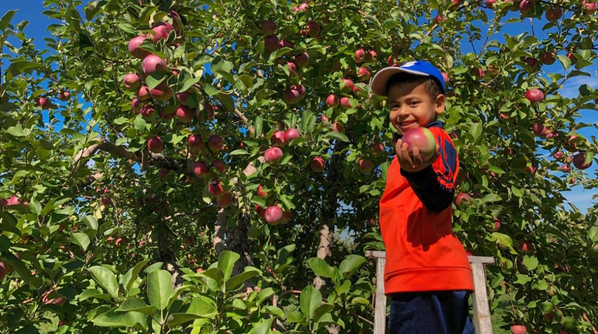 Boy standing on a ladder picking apples in Washington state