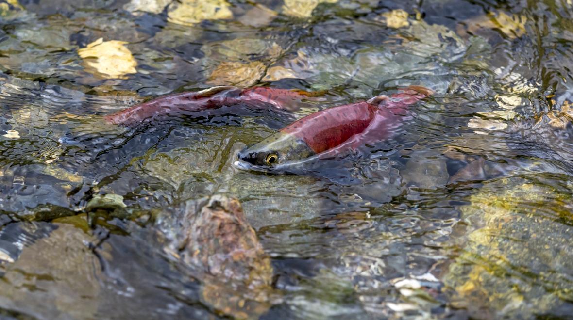 Red kokanee salmon spawning near Seattle