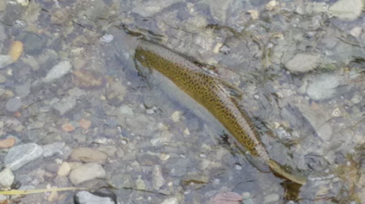 Salmon spawning near Seattle in North Creek, Bothell