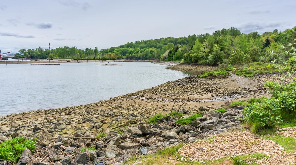 A view of the Duwamish River near Seattle, salmon spawning