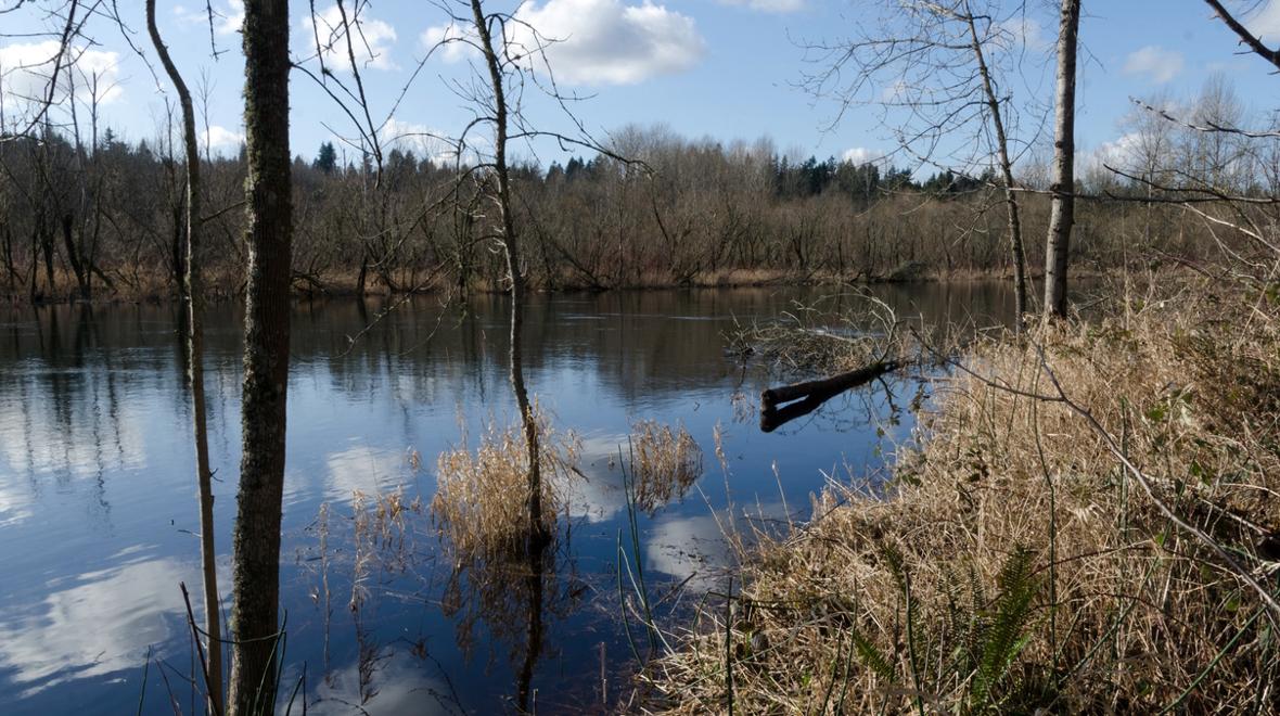 Trees line the Sammamish river, a great place to see salmon spawn