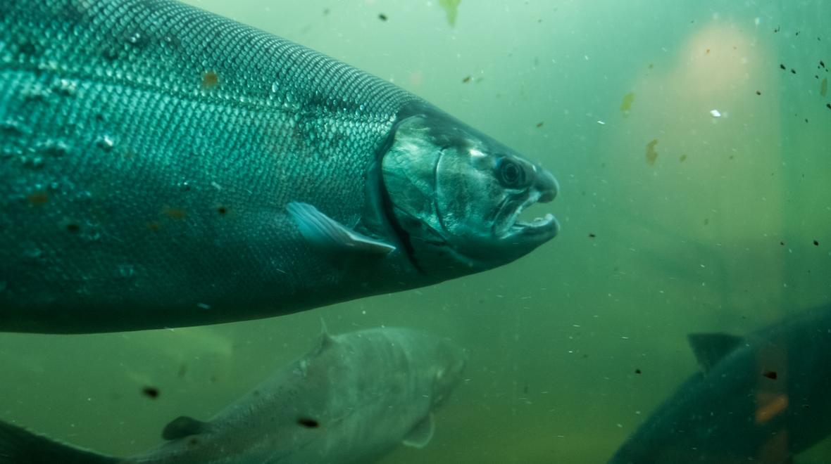 Salmon swimming in the fish ladder at Ballard locks