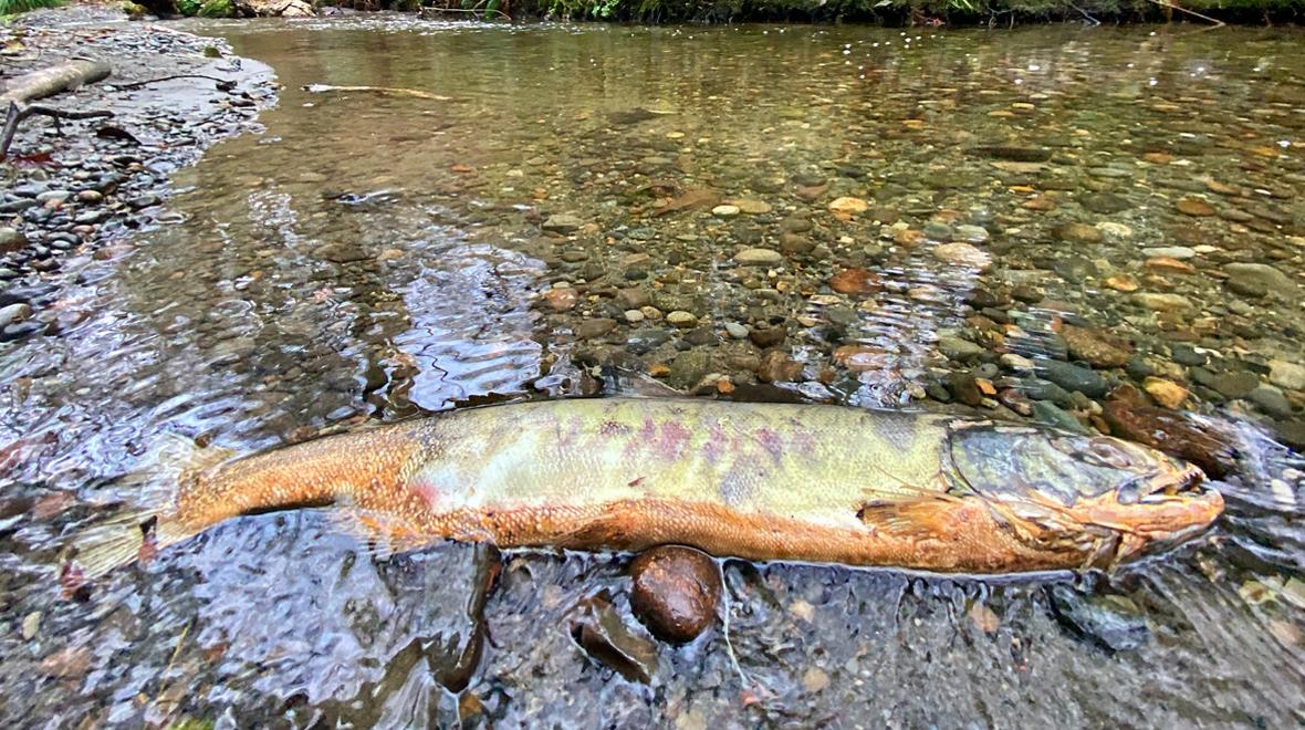 A salmon that has died after spawning in Piper's Creek