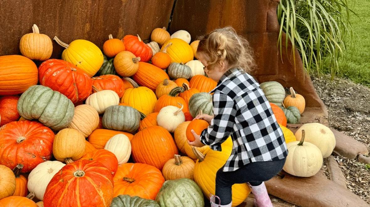 young girl picking pumpkins at Stocker Farms in Snohomish, a fun fall activity near Seattle