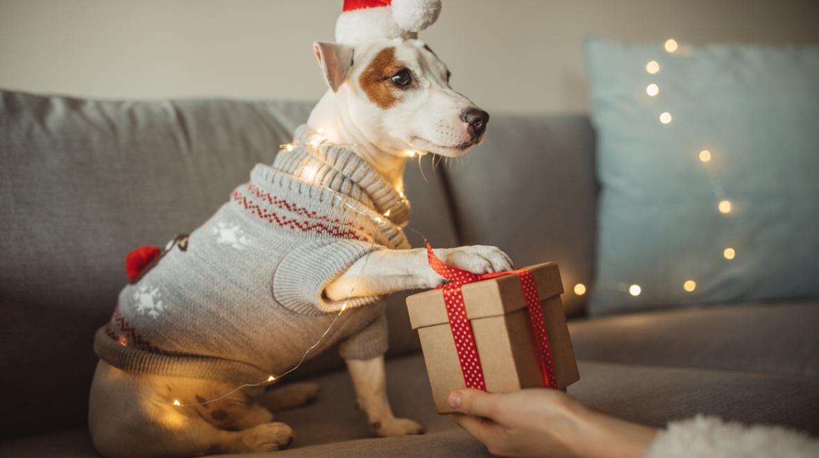 dog in a Santa hat receives her holiday gift from Trader Joe's 2024 collection