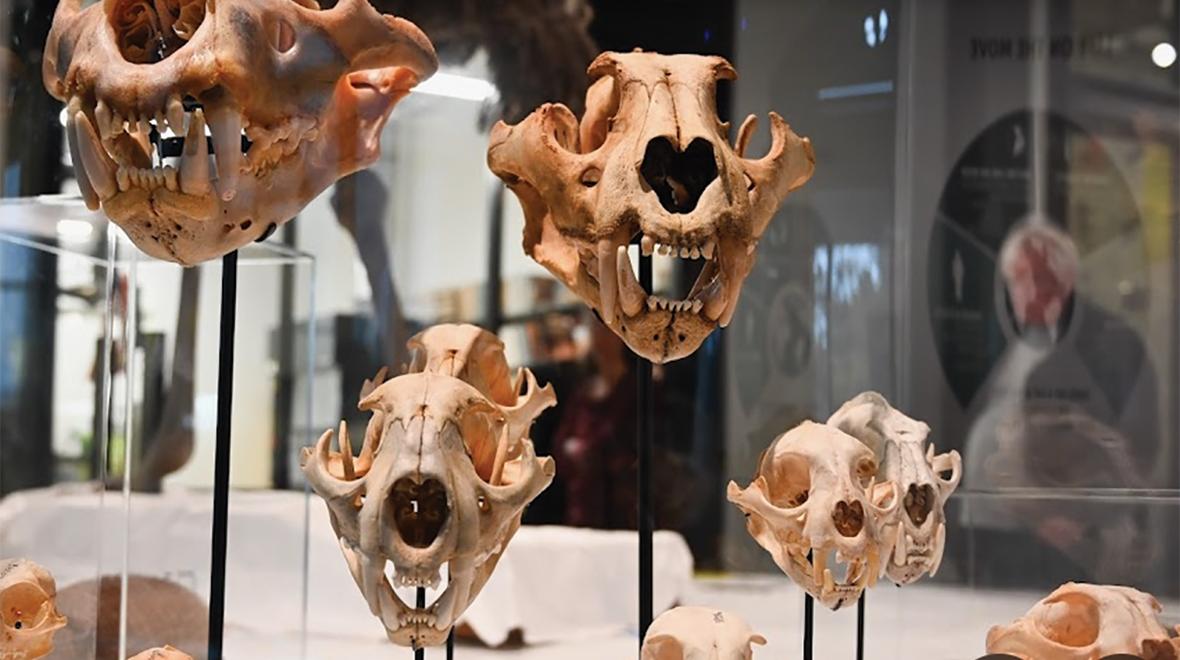 A display of skulls at the Burke Museum