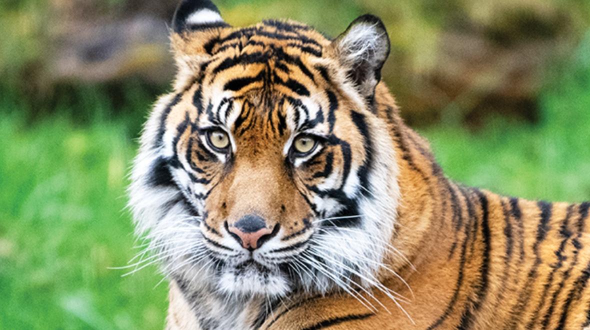 A tiger at Woodland park zoo