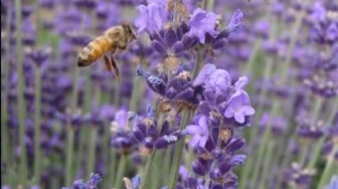 /eventImages/32013/DrMaze Bees in lavender.jpeg