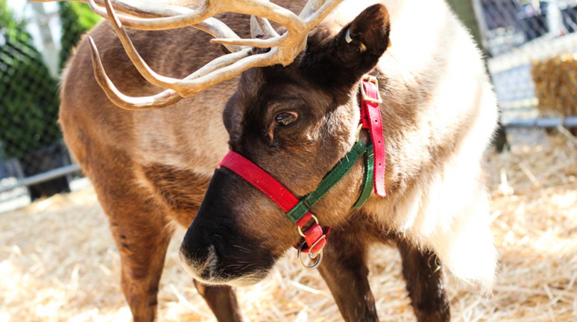 Reindeer At Watson S Seattle Area Family Fun Calendar Parentmap