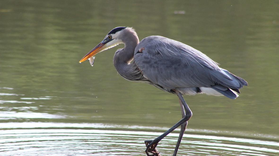 Great Blue Herons | Seattle Area Family Fun Calendar | ParentMap