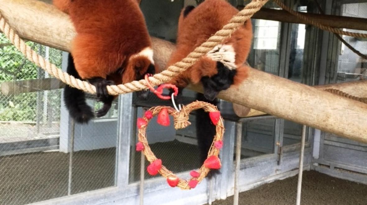 Red Ruffed Lemurs enjoying their Valentine's Day enrichment