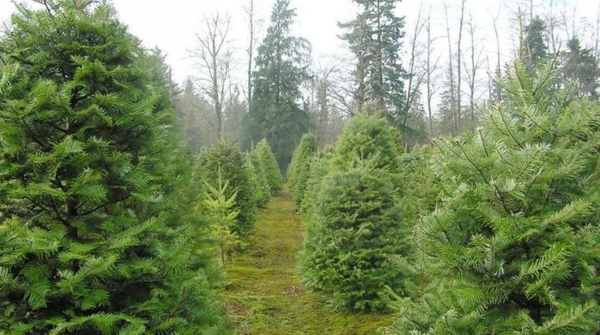 Farmer Brown’s Christmas Tree Farm Opening Weekend 