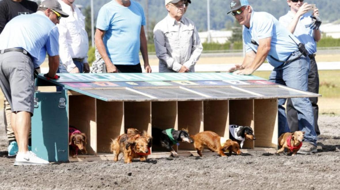 Wiener Dog & Wannabe Races at Emerald Downs Seattle Area Family Fun