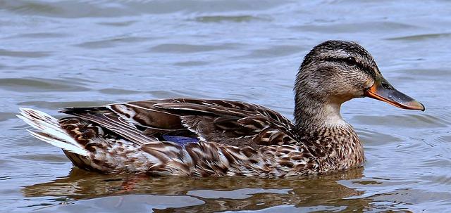 Ducks, Our Web-footed Friends | Seattle Area Family Fun Calendar ...