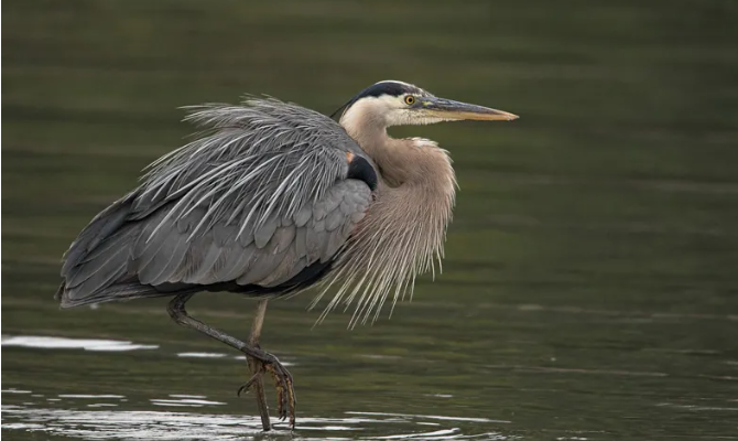 Downtown Olympia Bird Walk | Seattle Area Family Fun Calendar | ParentMap