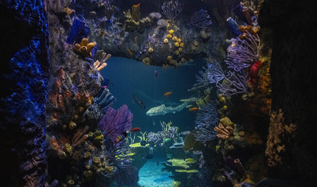 PDZA Tropical Reef Aquarium Opening Weekend | Seattle Area Family Fun ...