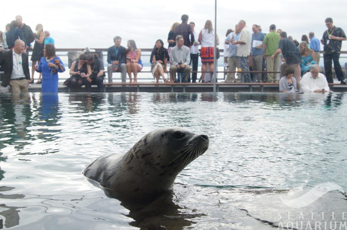 Harbor Seal Pup Shower with Seattle Aquarium | Seattle Area Family Fun ...
