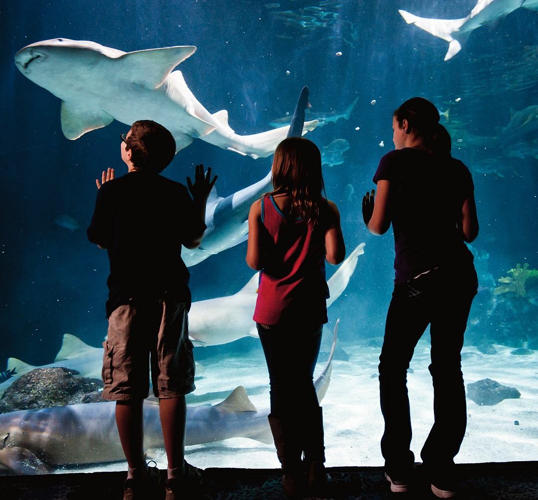 Sharks! | Seattle Area Family Fun Calendar | ParentMap