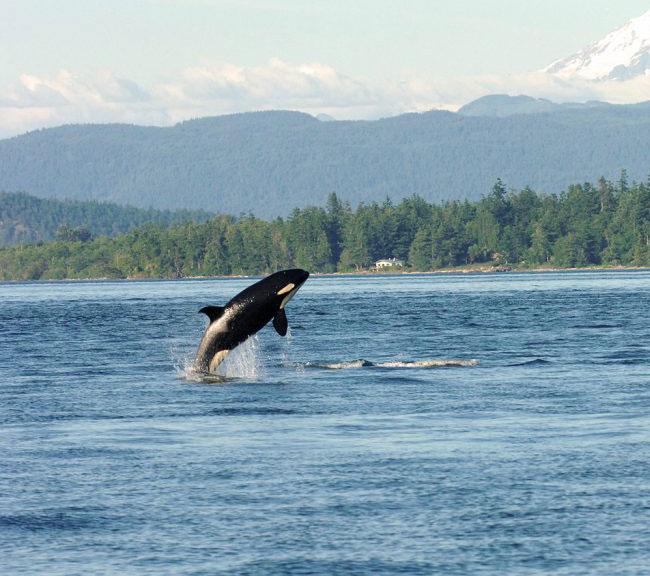 Orca Recovery Day | Seattle Area Family Fun Calendar | ParentMap