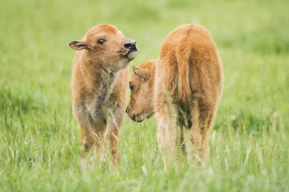 Insider's Guide to Northwest Trek Wildlife Park | ParentMap