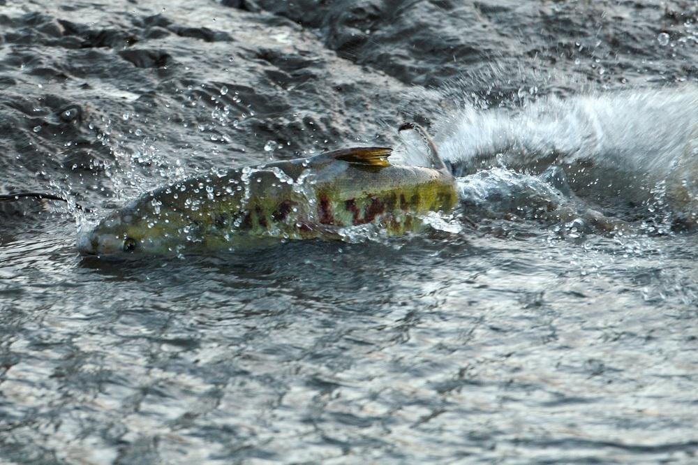 Where to See Spawning Salmon Around the South Sound and South King