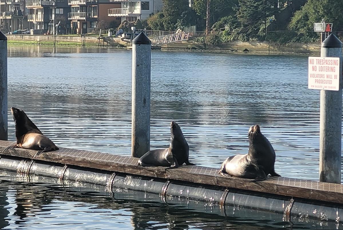 Big boy' sea lion spotted on San Francisco's Pier 39