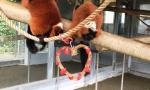 Red Ruffed Lemurs enjoying their Valentine's Day enrichment