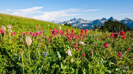View of Indian Paintbrush wildflowers in a meadow near Mount Rainier with mountain peaks in the background; best wildflower hikes for Seattle families